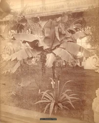 Bananenbaum, Pennsylvania Centennial Exhibition, 1876